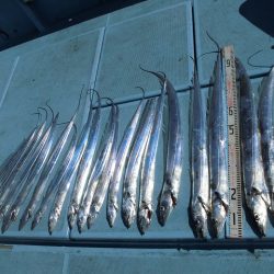 十八宝洋丸 釣果