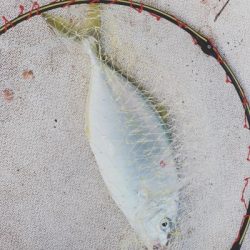 本部釣りイカダ 釣果