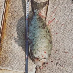 本部釣りイカダ 釣果