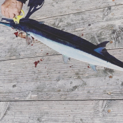 本部釣りイカダ 釣果