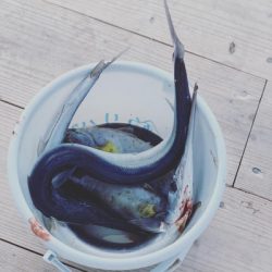 本部釣りイカダ 釣果