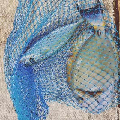 本部釣りイカダ 釣果