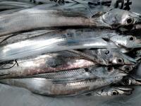 おおせき丸 釣果