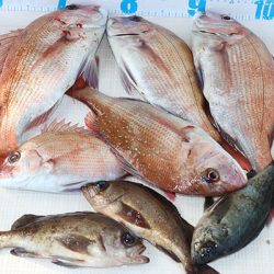 松本釣船２ 釣果