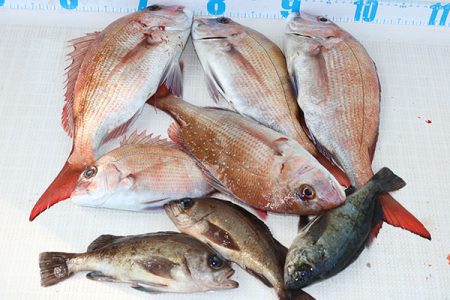 松本釣船２ 釣果