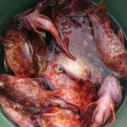 遊漁船 幸友丸 釣果