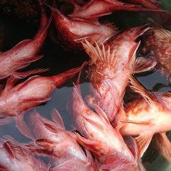 遊漁船 幸友丸 釣果