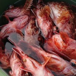 遊漁船 幸友丸 釣果