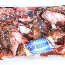 松本釣船２ 釣果