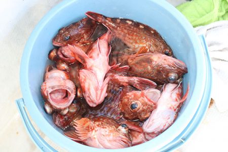 松本釣船２ 釣果