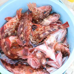 松本釣船２ 釣果