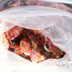 松本釣船２ 釣果