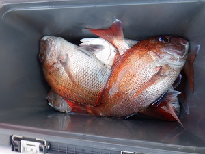 遊漁船 幸友丸 釣果