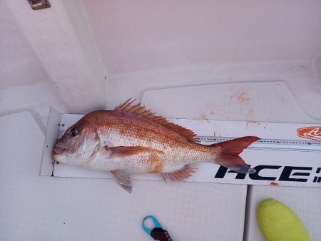 フィッシングボートACE(エース) 釣果