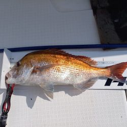 フィッシングボートACE(エース) 釣果