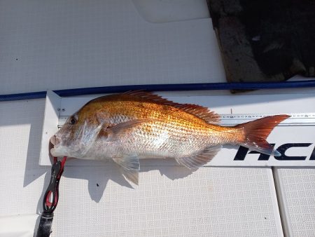 フィッシングボートACE(エース) 釣果