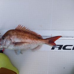 フィッシングボートACE(エース) 釣果