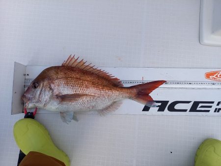 フィッシングボートACE(エース) 釣果