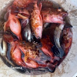 内浜丸 釣果