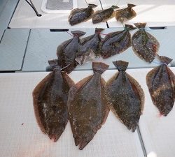 遊漁船 幸友丸 釣果