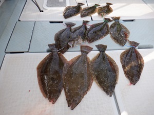 遊漁船 幸友丸 釣果