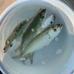 本部釣りイカダ 釣果