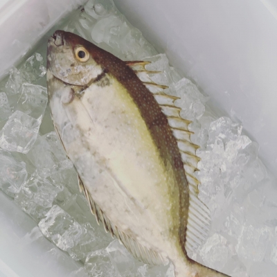 本部釣りイカダ 釣果