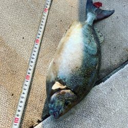本部釣りイカダ 釣果
