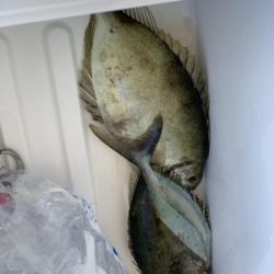 本部釣りイカダ 釣果