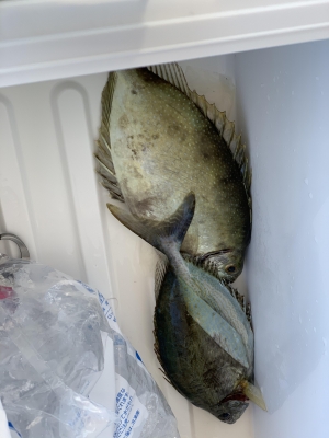 本部釣りイカダ 釣果