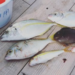 本部釣りイカダ 釣果