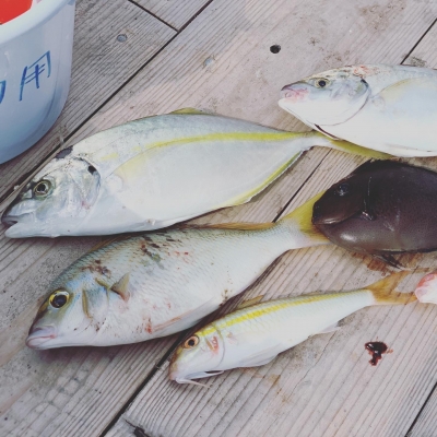 本部釣りイカダ 釣果