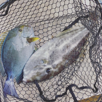 本部釣りイカダ 釣果