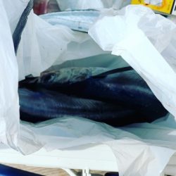 本部釣りイカダ 釣果