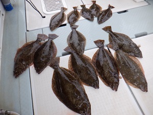 遊漁船 幸友丸 釣果