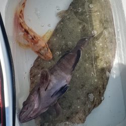 ブルーピア 釣果