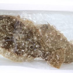 松本釣船２ 釣果