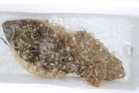 松本釣船２ 釣果