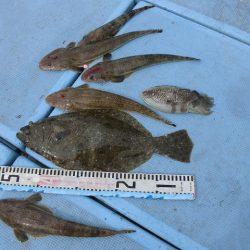 十八宝洋丸 釣果