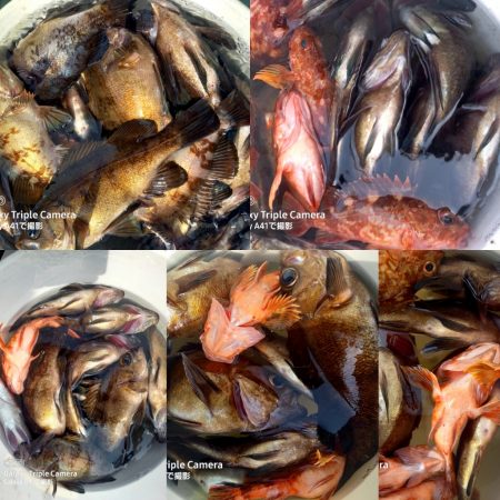 内浜丸 釣果