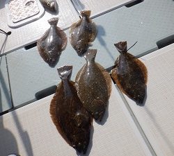 遊漁船 幸友丸 釣果