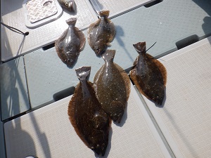 遊漁船 幸友丸 釣果