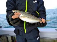 おおせき丸 釣果