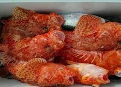 長栄丸(静岡) 釣果