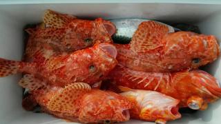 長栄丸(静岡) 釣果