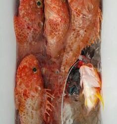 長栄丸(静岡) 釣果