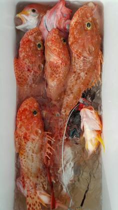 長栄丸(静岡) 釣果