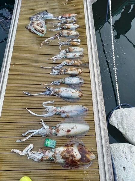 フィッシングボートACE(エース) 釣果