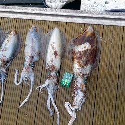 フィッシングボートACE(エース) 釣果