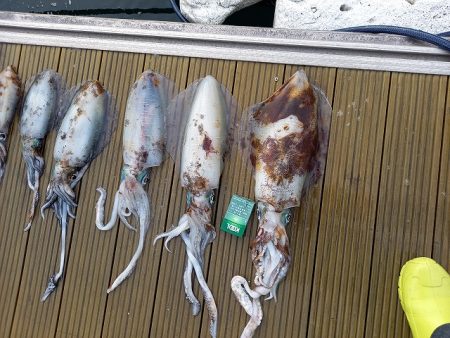 フィッシングボートACE(エース) 釣果